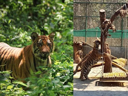 Sikkim warms to Tiger Day after sightings