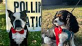 General election 2024: your best dogs at polling stations photos