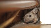 Get rid of mice from your home with five easy steps according to expert