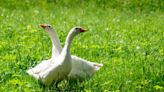 Formerly Bullied Goose Finally Making a New Friend Is Melting Hearts