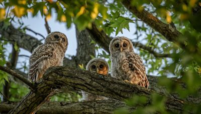 Baby Barred Owls Can't Get Enough of Backyard Bird Bath & It's Too Cute