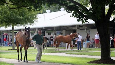 First-Crop Sire Watch Presented By Buckland Sales: 2024 Fasig-Tipton July Sale