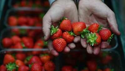 Wimbledon-Erdbeeren "perfekt" trotz feuchten Frühlings