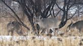 Montreal to recruit 'professional shooters' to counter deer overpopulation in east end