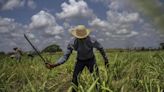 Cuba, Once the Land of Sugar, Now Must Import It