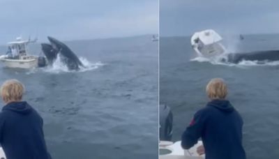 Incredible video shows whale crashing onto boat, sending fishermen into water