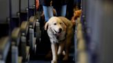 What counts as a service animal and how businesses must treat them under ADA rules