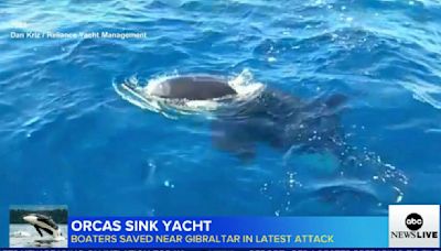 Pod of killer whales attacks and sinks 50-foot yacht in Strait of Gibraltar