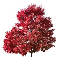 Ornamental trees are selected for their aesthetic value and unique features. Examples include Japanese maple trees and weeping willows.