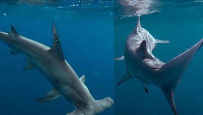 Buscan mejorar la conservación de tiburones en Q. Roo con catálogo