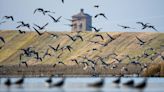 Jornada de anillamiento de aves en Palencia para celebrar el Día Internacional de las Aves Migratorias