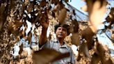 Cambodia's famed Kampot pepper withers in scorching heat wave