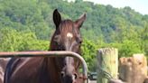 WATCH: New Freedom Farm healing heroes through horses