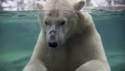 Calgary zoo polar bear drowned after rough play with enclosure mate: necropsy
