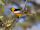 Bullock's oriole