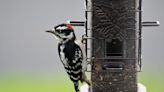 What to know about feeding backyard birds during Michigan’s bird flu outbreak