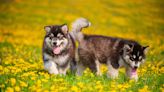 Husky Puppies Waking Up From Their Nap at Alaska Shelter Are Just Irresistible