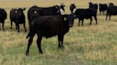 Texas cattle numbers hit lowest since 1961 amid ongoing drought and rising costs