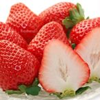 "草莓一族"日本草莓種子/日本熊本ひのしずく草莓王/10粒入種子