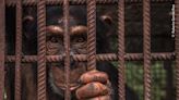 Photo shows an orphaned chimpanzee rescued from being sold as a pet in the Republic of Guinea