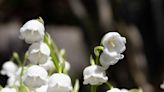 Vente de muguet sur la voie publique le 1er mai : quelle est la réglementation et quels sont les risques ?