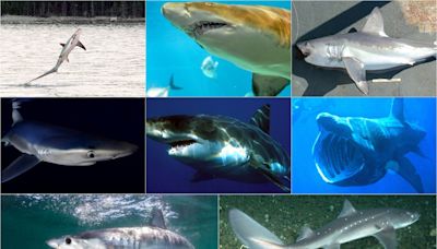 Maine is home to 8 types of sharks, from sand tigers to great whites