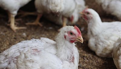 A New Bird Flu Death Is Making Experts Uneasy