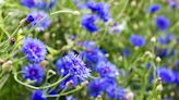 Easiest flowers to grow from seed – 8 beautiful blooms to sow this spring