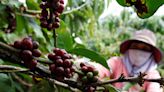 Vietnam coffee farmers boost irrigation but running low on water, says report