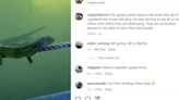 ‘Oh my God!’ Video of iguana falling into school of tarpon in Florida Keys goes viral