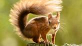 Leprosy ‘may have spread between red squirrels and humans in medieval England’