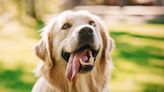 Golden Retriever Is Becoming an Ice Hockey Star With the Tricks He's Learned at the Rink