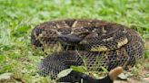 Hikers Capture Rare Video of Rattlesnakes Fighting in Massachusetts and It's Wild