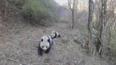 Rare footage captures wild giant pandas roaming with cubs in northwest China