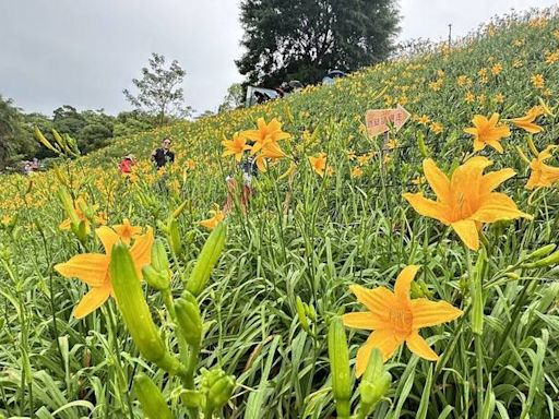 水啦！ 花壇虎山巖金針花海雨後如畫