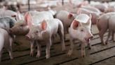 Massachusetts humane pork law survives industry court challenge