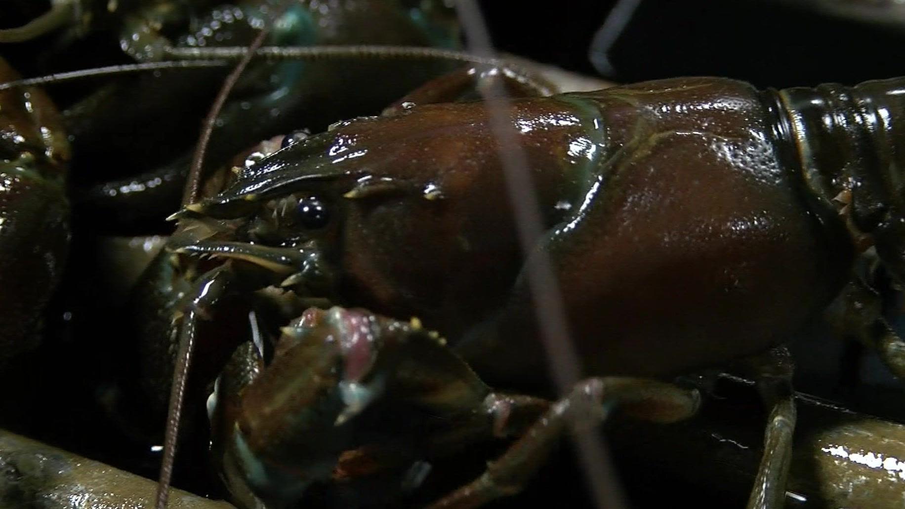 Eating invasive crayfish could prevent river damage
