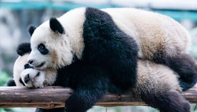 Giant Pandas Are Returning to San Diego, China Announces