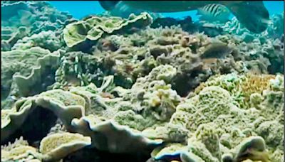海溫劇升 墾丁珊瑚急速白化／潛水教練拍下2個月內驚人變化 專家：依過去經驗還有救