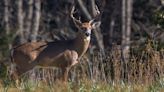Uncommon disease found in California deer population for the first time