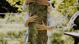 Conheça dez motivos para você abraçar uma árvore hoje