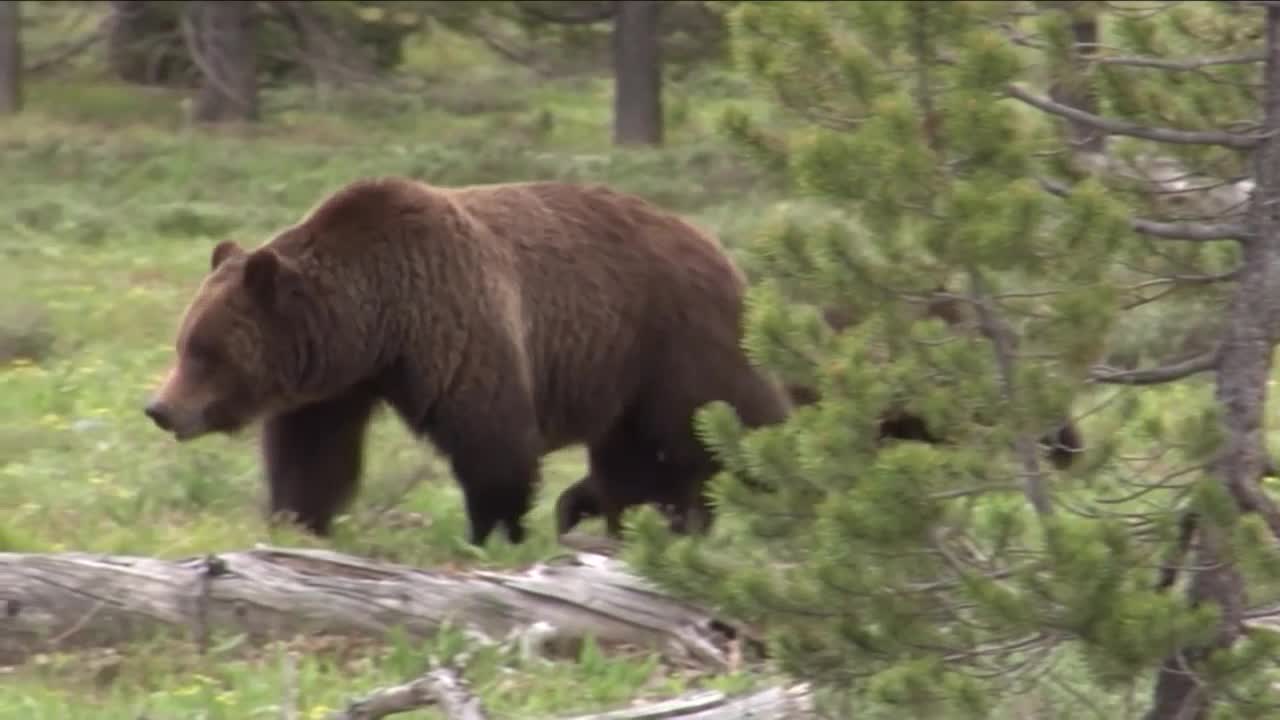 Federal court to hold hearing Friday in lawsuit over grizzly bear management