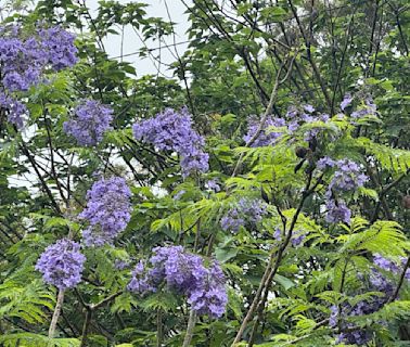 藍花楹花開 苗栗造橋已故前鄉長黃純德遺願美麗初現