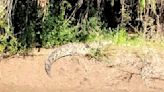 Avistamiento de cocodrilos en Guasave alerta a familias