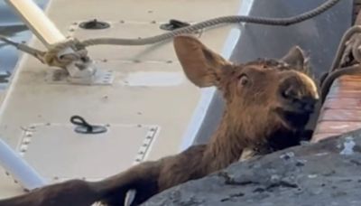 Watch: Baby moose trapped in Alaska lake saved by man and police as worried mom watches