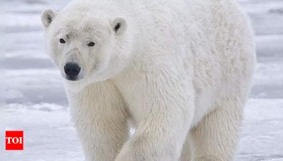 Polar bears: Iconic carnivorous mammals of the Arctic - characteristics, habitat, diet, and more | - Times of India