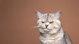 10 Things People Do That Cats Actually Hate, According to Vets