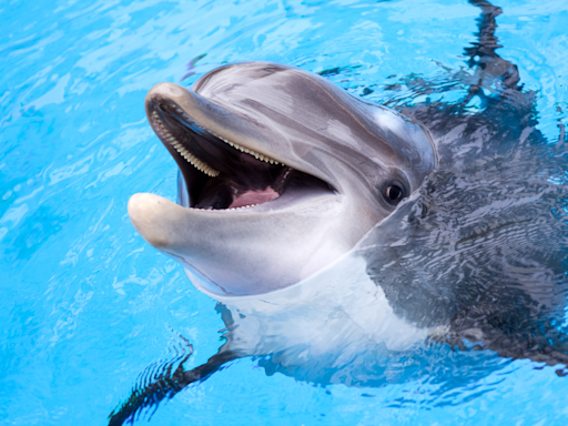 Dolphin Returns to Dock to Greet Golden Retriever in Real-Life Disney Story