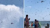 Hundreds of large dragonflies descend on Rhode Island beach, people flee ‘apocalypse’: Watch