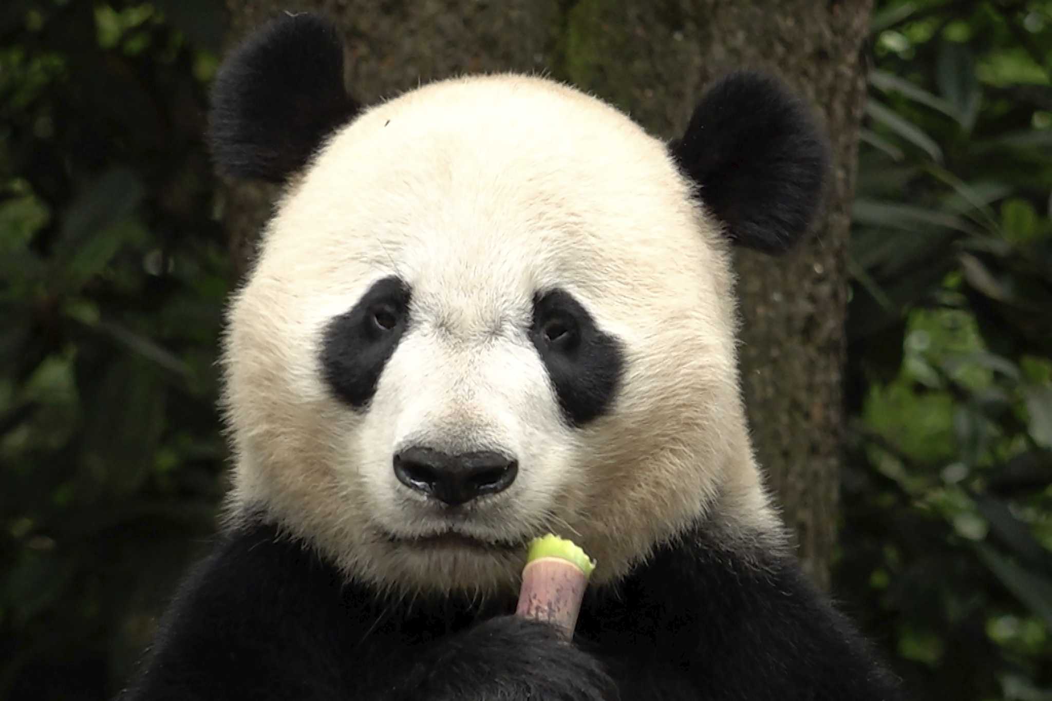 The winner in China's panda diplomacy: the pandas themselves